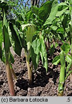 Arisaema amurense (arizema amurska)