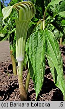 Arisaema amurense (arizema amurska)