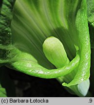 Arisaema amurense (arizema amurska)