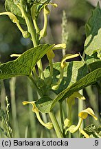 Aristolochia clematitis (kokornak powojnikowy)