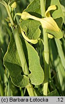 Aristolochia clematitis (kokornak powojnikowy)