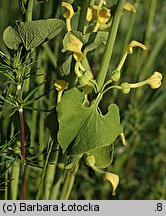 Aristolochia clematitis (kokornak powojnikowy)