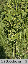 Aristolochia clematitis (kokornak powojnikowy)