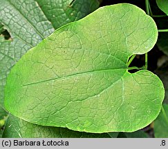 Aristolochia clematitis (kokornak powojnikowy)