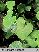 Aristolochia clematitis (kokornak powojnikowy)