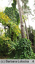 Aristolochia macrophylla (kokornak wielkolistny)