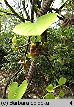 Aristolochia macrophylla (kokornak wielkolistny)