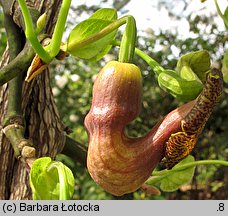 Aristolochia macrophylla (kokornak wielkolistny)