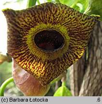 Aristolochia macrophylla (kokornak wielkolistny)