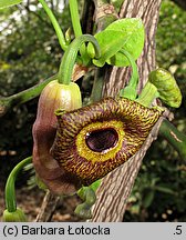 Aristolochia macrophylla (kokornak wielkolistny)