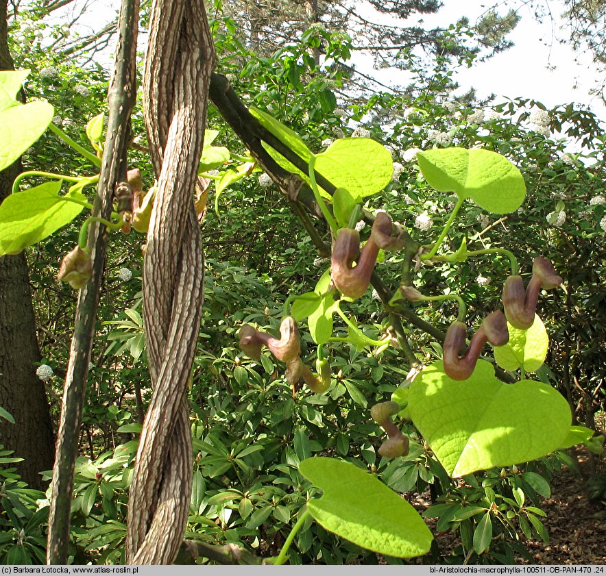 Aristolochia macrophylla (kokornak wielkolistny)