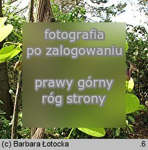 Aristolochia macrophylla (kokornak wielkolistny)