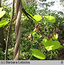 Aristolochia macrophylla (kokornak wielkolistny)