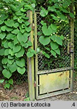 Aristolochia macrophylla (kokornak wielkolistny)