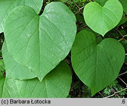 Aristolochia macrophylla (kokornak wielkolistny)