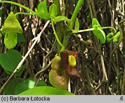 Aristolochia macrophylla (kokornak wielkolistny)