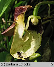 Aristolochia macrophylla (kokornak wielkolistny)