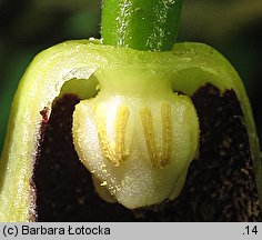 Aristolochia macrophylla (kokornak wielkolistny)