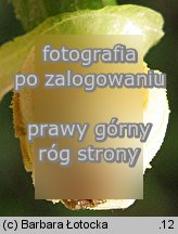 Aristolochia macrophylla (kokornak wielkolistny)
