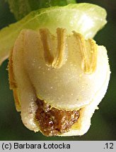 Aristolochia macrophylla (kokornak wielkolistny)