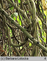 Aristolochia macrophylla (kokornak wielkolistny)