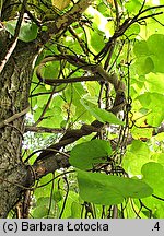 Aristolochia macrophylla (kokornak wielkolistny)