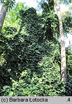 Aristolochia macrophylla (kokornak wielkolistny)