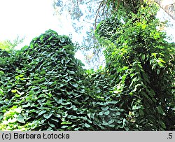 Aristolochia macrophylla (kokornak wielkolistny)