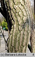 Aristolochia macrophylla (kokornak wielkolistny)