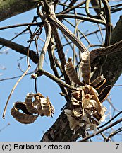 Aristolochia macrophylla (kokornak wielkolistny)