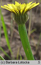 Arnoseris minima (chłodek drobny)