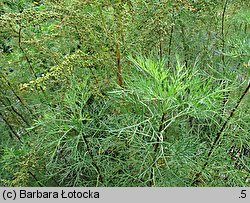 Artemisia abrotanum (bylica Boże drzewko)