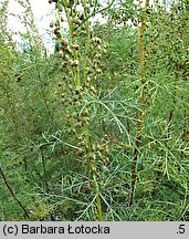 Artemisia abrotanum (bylica Boże drzewko)