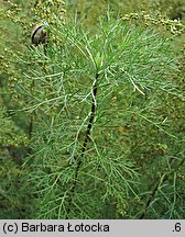 Artemisia abrotanum (bylica Boże drzewko)