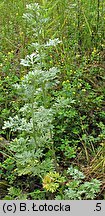 Artemisia absinthium (bylica piołun)