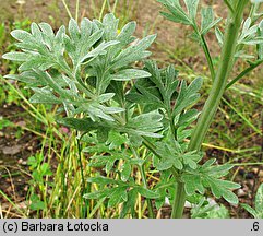 Artemisia absinthium (bylica piołun)