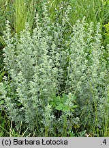 Artemisia absinthium (bylica piołun)