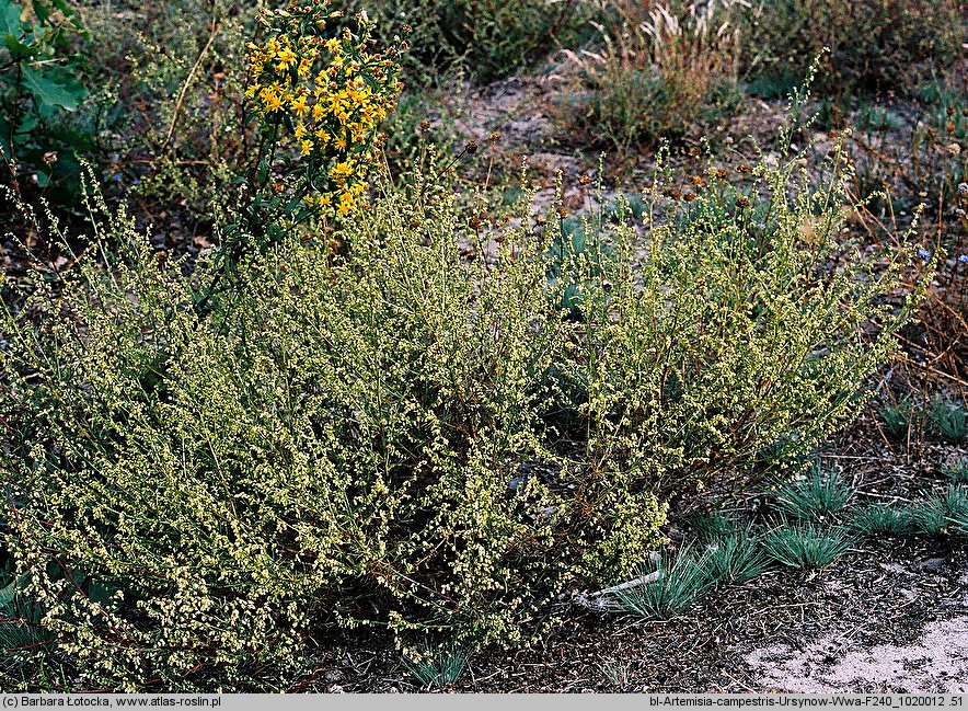 Artemisia campestris (bylica polna)