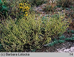 Artemisia campestris (bylica polna)