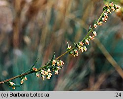 Artemisia campestris (bylica polna)