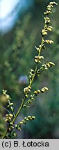 Artemisia campestris (bylica polna)