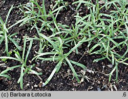 Artemisia dracunculus (bylica draganek)