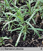 Artemisia dracunculus (bylica draganek)