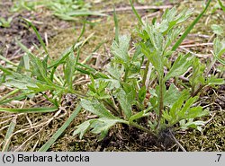 Artemisia vulgaris (bylica pospolita)