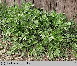 Artemisia vulgaris (bylica pospolita)