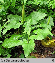 Arum maculatum (obrazki plamiste)