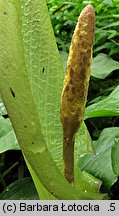 Arum maculatum (obrazki plamiste)