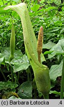 Arum maculatum (obrazki plamiste)