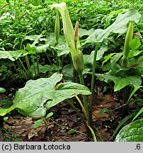 Arum maculatum (obrazki plamiste)