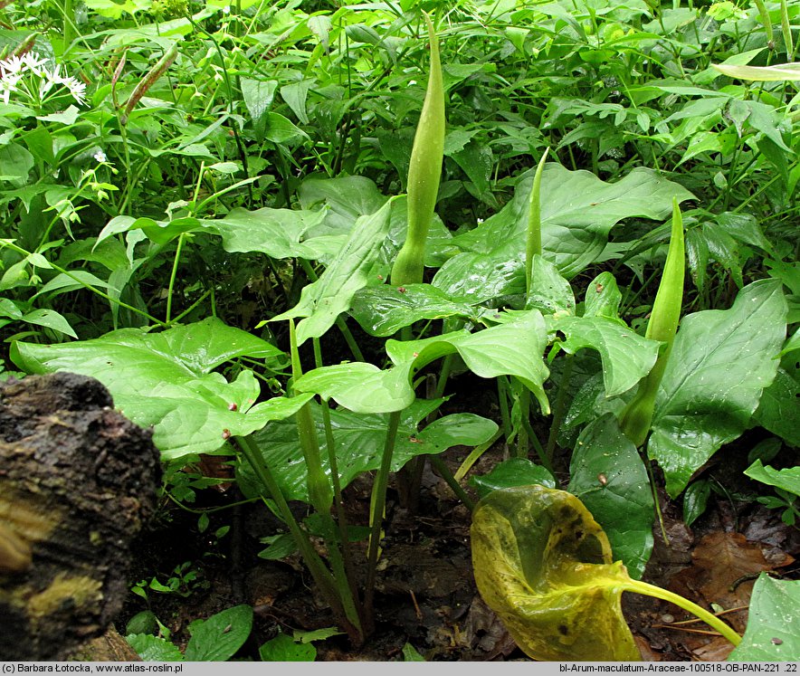 Arum maculatum (obrazki plamiste)